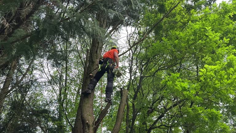 Best Fruit Tree Pruning  in Presidential Lakes Estates, NJ